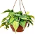 FILODENDRO BRASIL (Philodendron hederaceum) - Imagem 3