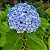 HORTÊNCIA (Hydrangea macrophylla) - Imagem 1