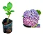 HORTÊNCIA (Hydrangea macrophylla) - Imagem 3
