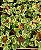 JIBÓIA NJOY (Epipremnum aureum Njoy) - Cuia 13 - Imagem 3