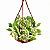 JIBÓIA NJOY (Epipremnum aureum Njoy) - Imagem 6