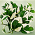 JIBÓIA NJOY (Epipremnum aureum Njoy) - Cuia 13 - Imagem 1