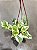 JIBÓIA NJOY (Epipremnum aureum Njoy) - Cuia 13 - Imagem 4