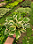 JIBÓIA NJOY (Epipremnum aureum Njoy) - Imagem 5