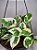 JIBÓIA NJOY (Epipremnum aureum Njoy) - Imagem 1