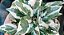 JIBÓIA NJOY (Epipremnum aureum Njoy) - Imagem 3