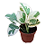 JIBÓIA NJOY (Epipremnum aureum Njoy) - Imagem 2