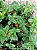 LANTANA ou CAMBARÁ (Lantana camara) - Imagem 3