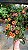 LANTANA ou CAMBARÁ (Lantana camara) - Imagem 2