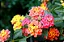 LANTANA ou CAMBARA (Lantana câmara) - Imagem 4