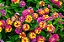 LANTANA ou CAMBARA (Lantana câmara) - Imagem 3
