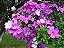 MANACÁ DA SERRA (Tibouchina mutabilis) - Imagem 1