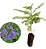 JACARANDÁ CAROBA (Jacaranda cuspidifolia) - Imagem 2