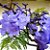 JACARANDÁ CAROBA (Jacaranda cuspidifolia) - Imagem 4