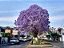 JACARANDÁ CAROBA (Jacaranda cuspidifolia) - Imagem 3