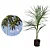PALMEIRA IMPERIAL (Roystonea Oleracea) - 60 cm - Imagem 1