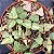 CORAÇÃO EMARANHADO (Ceropegia Woodii) - P09 - Imagem 1