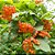 FRUTA DO SABIÁ (Acnistus Arborescens) - Imagem 1