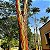 PAU MULATO (Calycophyllum spruceanum) - Muda com 60 a 80 cm - Imagem 10
