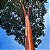 PAU MULATO (Calycophyllum spruceanum) - Muda com 60 a 80 cm - Imagem 1