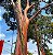 PAU MULATO (Calycophyllum spruceanum) - Muda com 60 a 80 cm - Imagem 3