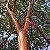 PAU MULATO (Calycophyllum spruceanum) - Muda com 60 a 80 cm - Imagem 2