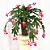 FLOR DE MAIO (Schlumbergera truncata) - Imagem 2