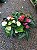 ANTÚRIO (Anthurium andraeanum) - Pote 9 ou 12 - Imagem 9