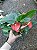 ANTÚRIO (Anthurium andraeanum) - Pote 9 ou 12 - Imagem 6