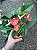 ANTÚRIO (Anthurium andraeanum) - Pote 9 ou 12 - Imagem 7