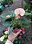 ANTÚRIO (Anthurium andraeanum) - Pote 9 ou 12 - Imagem 2