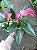 ANTÚRIO (Anthurium andraeanum) - Pote 9 ou 12 - Imagem 3