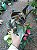 ANTÚRIO (Anthurium andraeanum) - Pote 9 ou 12 - Imagem 4