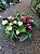 ANTÚRIO (Anthurium andraeanum) - Pote 9 ou 12 - Imagem 10