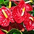 ANTÚRIO (Anthurium andraeanum) - Imagem 1