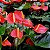 ANTÚRIO (Anthurium andraeanum) - Imagem 2