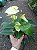 ANTÚRIO (Anthurium andraeanum) - Pote 9 ou 12 - Imagem 8