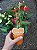ANTÚRIO (Anthurium andraeanum) - Pote 9 ou 12 - Imagem 5