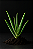 BABOSA (Aloe vera) - Imagem 2