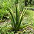 BABOSA (Aloe vera) - Imagem 1