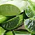 BABOSA (Aloe vera) - Imagem 4