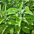 BOLDO DE JARDIM (Plectranthus barbatus) - Imagem 1