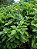 BOLDO DE JARDIM (Plectranthus barbatus) - Imagem 3