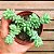 DEDINHO DE MOÇA (Sedum Morganianum) - Imagem 1