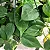 FILODENDRO CORAÇÃO (Philodendron hederaceum) - Imagem 1