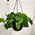 FILODENDRO CORAÇÃO (Philodendron hederaceum) - Imagem 2