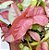 SINGÔNIO ROSA (Syngonium podophyllum) - Imagem 1