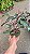 FILODENDRO PINK PRINCESS (Philodendron erubescens 'Pink Princess') - Pote 15 - Imagem 5