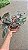 FILODENDRO PINK PRINCESS (Philodendron erubescens 'Pink Princess') - Pote 15 - Imagem 11