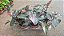 FILODENDRO PINK PRINCESS (Philodendron erubescens 'Pink Princess') - Pote 15 - Imagem 13